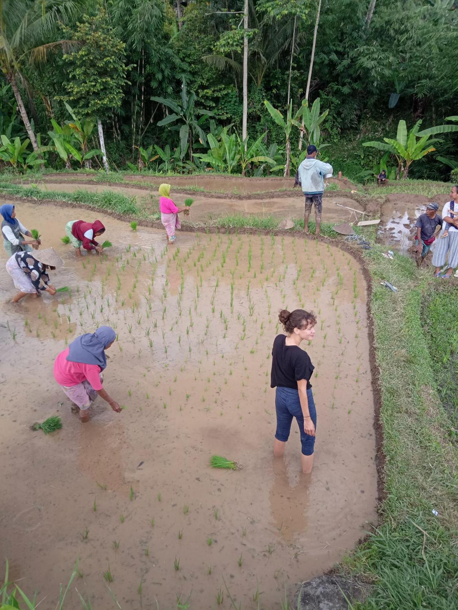 Coconut Homestay Tetebatu Eksteriør billede
