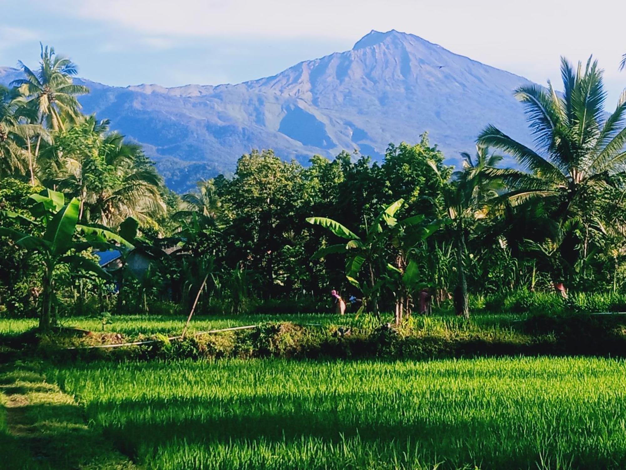 Coconut Homestay Tetebatu Eksteriør billede