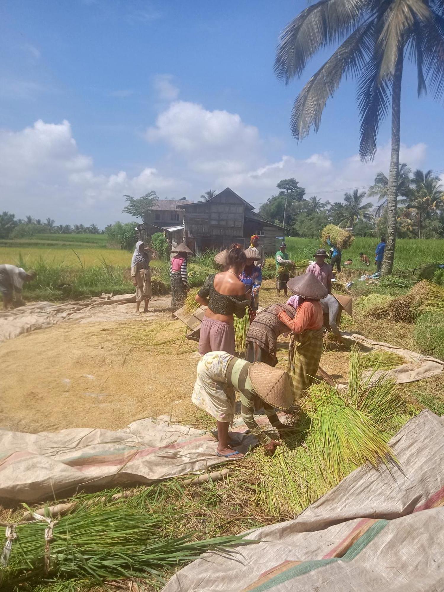 Coconut Homestay Tetebatu Eksteriør billede