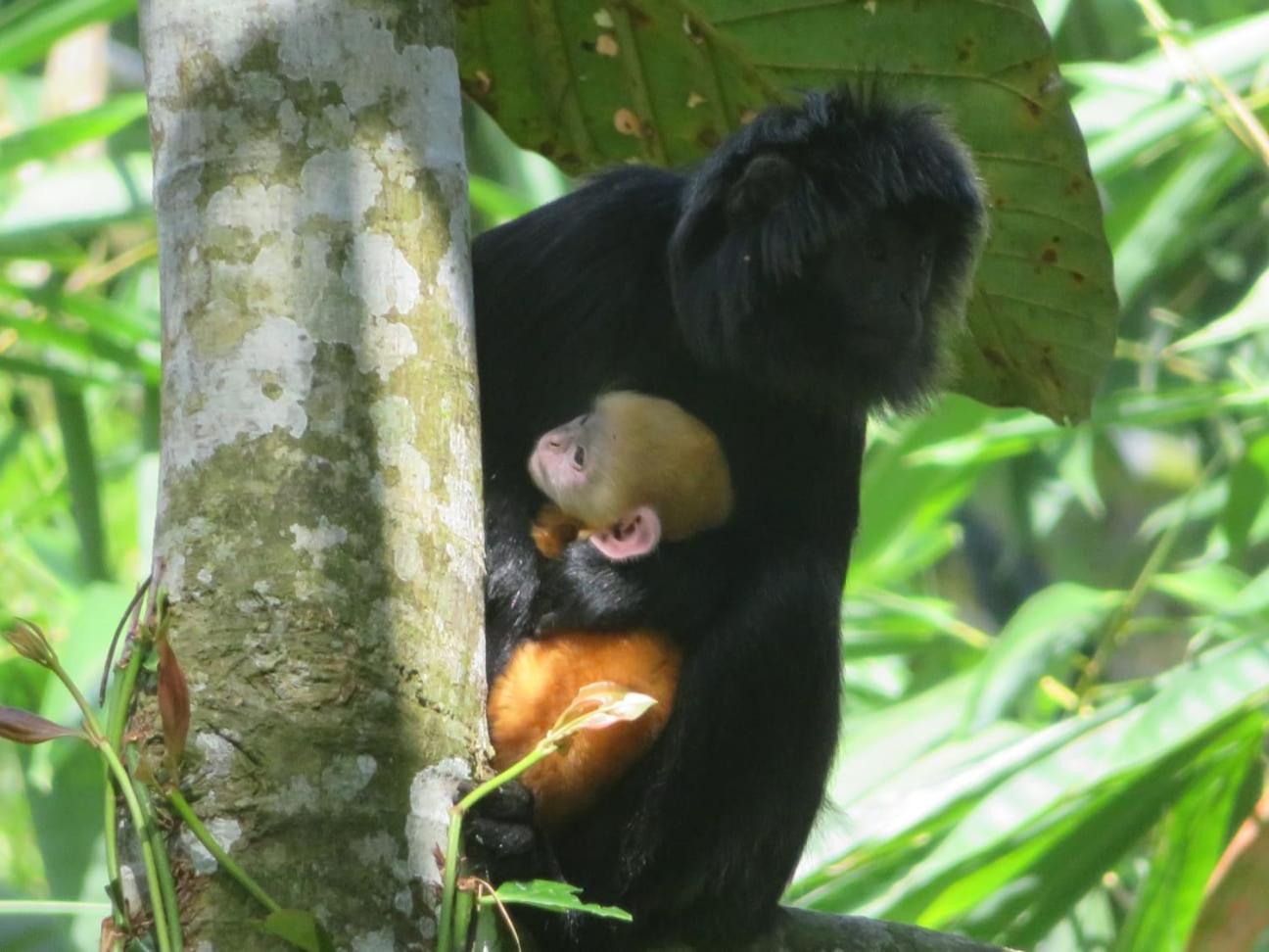 Coconut Homestay Tetebatu Eksteriør billede